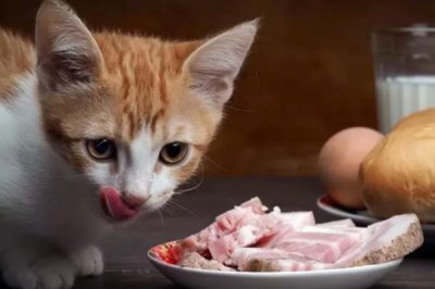 猫咪在户外散养好不好，有利也有弊