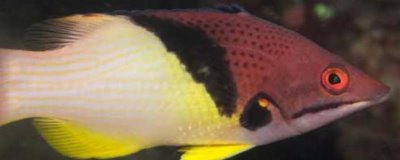 三色龙鱼好不好养,饲养难度较小