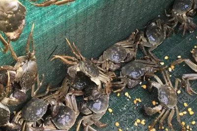 养螃蟹的适宜水深，高温天气要保持在1.5米左右