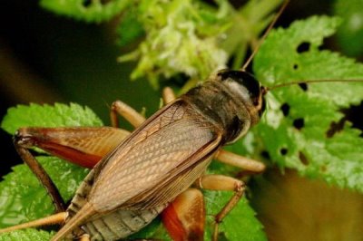 蟋蟀一直叫的原因,主要是为了争夺食物