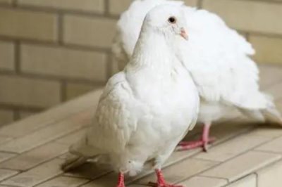 鸽子有没有耳朵,有耳朵且听力非常好