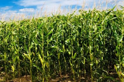 玉米在10度左右时可以播种吗,适合在10-12℃时播种