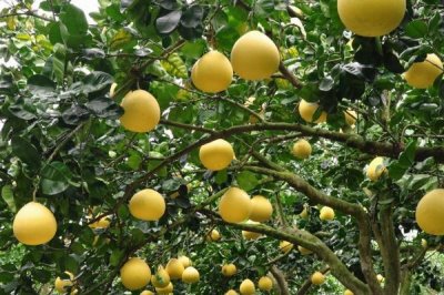 采摘柚子之后怎么管理,可在根部周围填埋农家粪肥