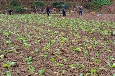 11月份种油菜是否算晚,此时依然可以种植