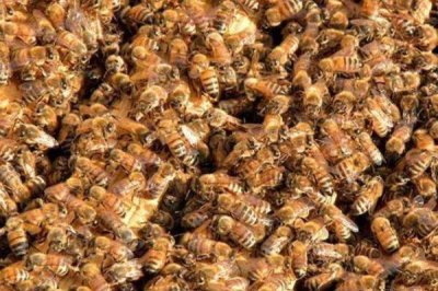 蜜蜂养殖十大忌讳，切忌胡乱饲养