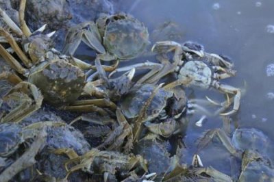 螃蟹养殖的条件，要为其提供新鲜的食材