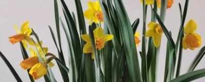 养殖洋水仙的方法，盆土要求疏松透气，含有丰富的有机质