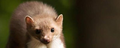 冬季后备种貂的管理技术,公母要分开单独管理