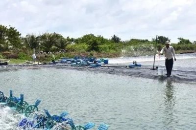 下雨天虾塘能不能补钙,雨天补钙会增加虾的负担