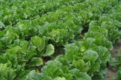 夏白菜不包心如何应对,需合理施肥并科学浇水