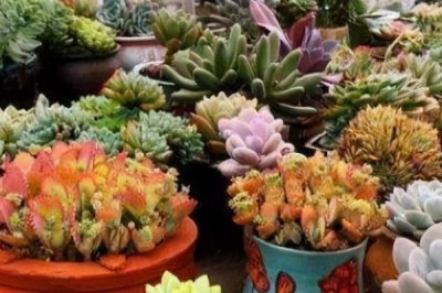 可以用细沙养花吗，细沙养花好处多多