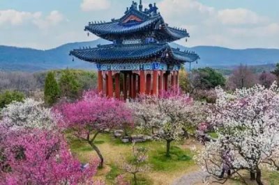 梅兰竹菊的寓意,梅花寓意百折不挠