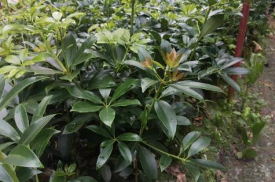 八角树的种植技术,最佳施肥时间为每年的2月和6月