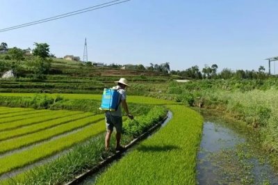 如何正确使用吡嘧磺隆,对水稻幼苗期有一定药害