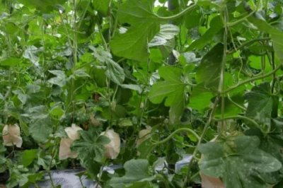 甜瓜炭疽病的危害，会导致果实出现畸形、掉落等情况