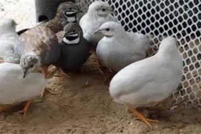 芦丁鸡在室内养有没有细菌,有细菌所以要定期通风换气