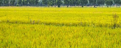 T两优866水稻种子特征特性，注意病虫草害的防治