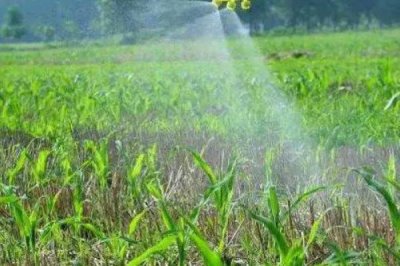 玉米苗期可以喷哪种叶面肥,尿素、磷酸二氢钾等肥料均可使用