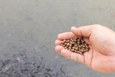 花鳗鱼的价格,一斤需要6-8元左右