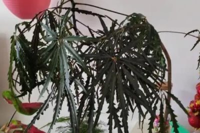 怎么养孔雀木，适宜的生长温度为18-28度