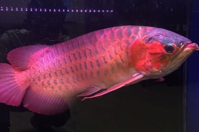 红龙鱼吐胃袋如何处理,需采取停喂食物、增加供氧量等措施