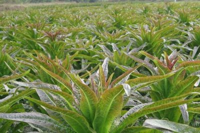 莴笋叶片封垄时要怎么做，要结束蹲苗且进行浇水施肥