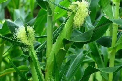 金煌3426玉米种子特征特性,中抗灰斑病