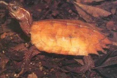 枫叶龟的价格，一般在200-500元一只