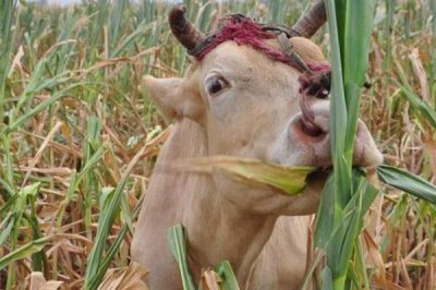 养牛如何节省饲料，可将草料进行加工或配合饲料