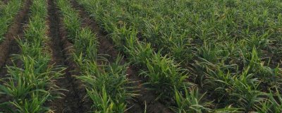 生姜高产种植方法,及时打顶有助于养分向根茎转移