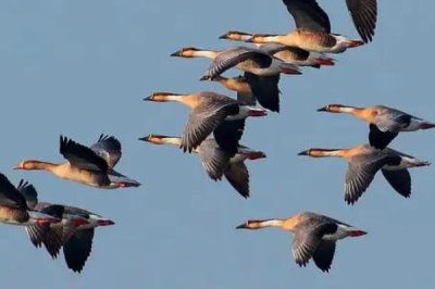 大雁会游泳吗,是一种大型游禽会游泳