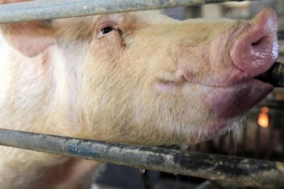 母猪一天喂几斤料，配种的当天饲喂量为1.6-1.8kg/天