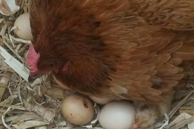 母鸡孵蛋的中途可以加蛋吗,是不能陆续的加入鸡蛋的