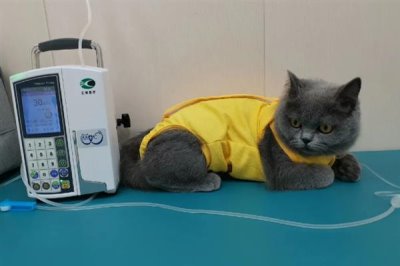 猫咪为什么会患上糖尿病,主要是肥胖、内分泌失调、遗传因素所致