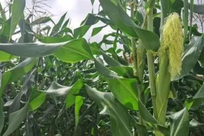 玉米杈子不打行吗，玉米杈子一定要打