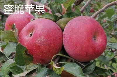 有哪些好吃的苹果新品种，包括福星、瑞雪、蜜脆等种类