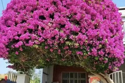 三角梅怎么过冬，将环境的温度控制在15度左右