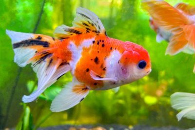 养金鱼的技巧,定期消毒可降低患病几率