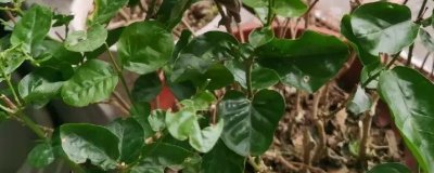 茉莉叶螟的防治方法，可实行人工捕杀或药剂防治