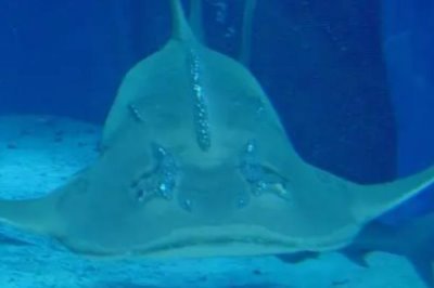 鳐鱼的种类,常见的有鳐科、单鳍鳐科、拟鳐科等