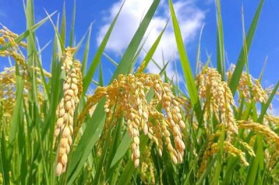 神优9611水稻品种的特性，该品种基部叶叶鞘绿色