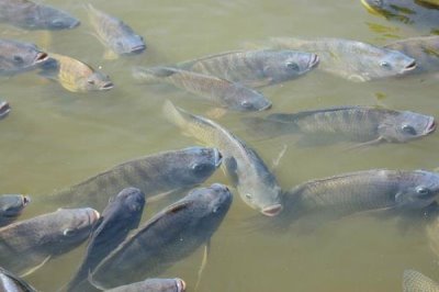 养殖草鱼的要求，水质的酸碱值要保持在7.5-8.5