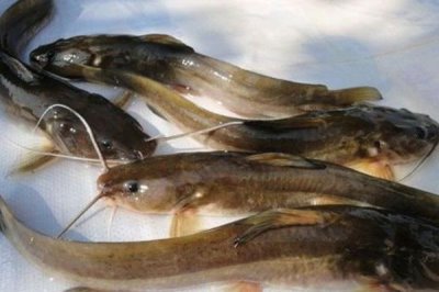 江鼠的产地,广泛分布在长江至珠江各水系