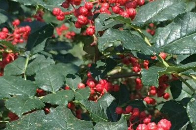 果粒大的花椒品种有哪些,常见的有红狮子花椒、凤椒、金阳青花椒等