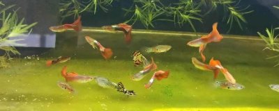 孔雀鱼的氧气要求，密度比较高则需要打开氧气