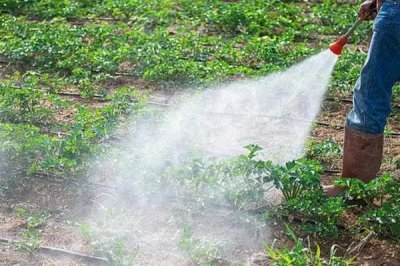使用阿维菌素要注意什么,随配随用并且在傍晚打药