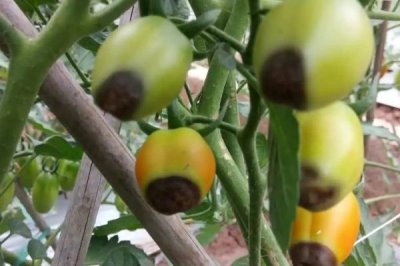 西红柿底部为什么会发黑腐烂,可能发生了晚疫病、褐变型筋腐病、炭疽病等病害