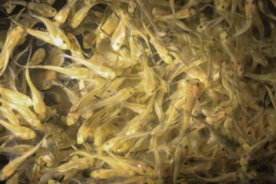 哪里可以购买黄鱼鱼苗,水产养殖市场有出售