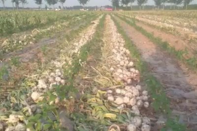 金乡大蒜什么时候收获,叶子开始转黄时进行收获