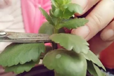 新苗长寿花的修剪方法，株高达到4-6厘米时摘除顶部的幼芽